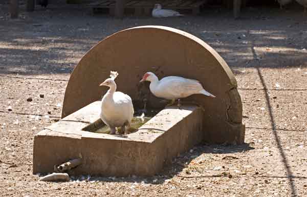 Fontanili del Lazio